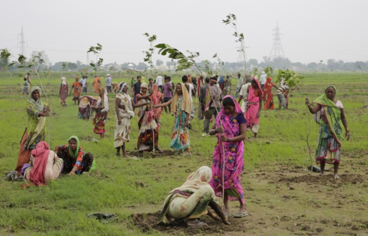 В Індії посадили майже 50 мільйонів дерев за добу