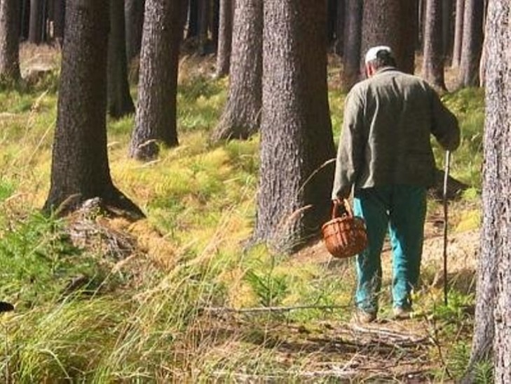 Закарпатські рятувальники показали, як безпечно гуляти у лісі