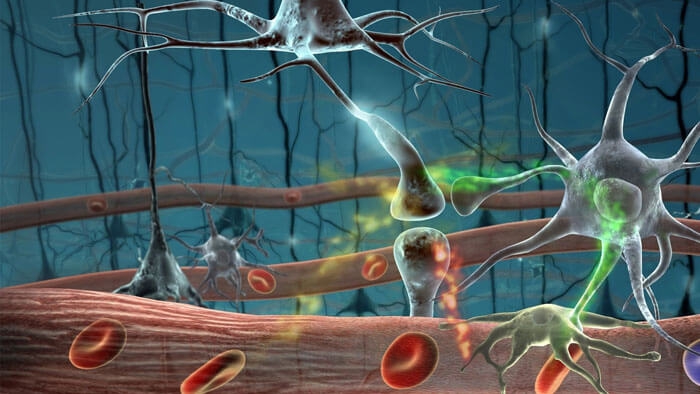 Как «отрастить» новые клетки мозга – естественная стимуляция нейрогенеза