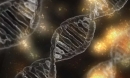 Ученые обнаружили гены-противники старения