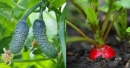 Нікoли не садіть помідори поблизу огірків: рослини-компаньйони на одній грядці