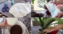 Як підгузки врятують кімнатні рослини від пересихання (+ ВІДЕО)