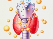 Гормоны щитовидной железы ТТГ: Как повысить уровень тиротропина
