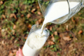 Сырое (непастеризованное) молоко опасно для здоровья