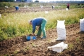"Місія - викопати картоплю і вижити": поради для любителів грядок від МОЗ