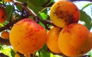 Моніліоз на абрикосі: як перемогти, профілактика та лікування