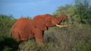 Слоны изменили свою ДНК из-за браконьеров