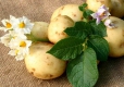 Какие болезни и как можно лечить картофелем и картофельным соком