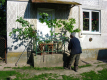 Зелені свята. Чому українці прикрашають домівки гілками дерев