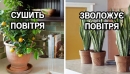 10 рослин для ідеального мікроклімату в будинку