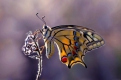 Притча “Урок Метелика”: Головний закон успіху