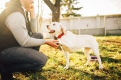 19 жестів, якими собаки спілкуються з людьми