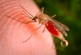 Як позбутися комарів – знаходимо оптимальне рішення
