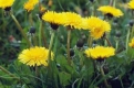 Варення з кульбаб: найпопулярніший рецепт з корисних квітів