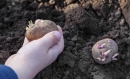 Як підготувати картоплю до посадки