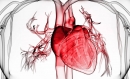 Очищення серцево-судинної системи – поверне здоров'я та молодість