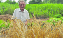 Как украинец вырастил рекордный урожай пшеницы на болоте