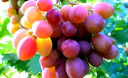 Eating Grapes Can Lead To A Healthier You