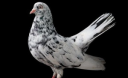 В Ужгороді відбудеться виставка голубів