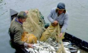 70 видов отечественной рыбы на грани исчезновения
