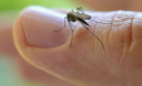 8 вбивчих ароматів проти комарів. Актуально, як ніколи