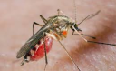 Які люди «притягують» комарів?
