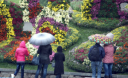 В Киеве пройдет яркая выставка хризантем