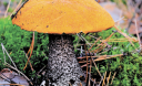 Народні прикмети: У жовтні дощ — з грибами борщ