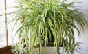 Комнатные растения, очищающие воздух