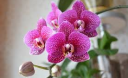 Вредители орхидей: мучнистый червец, трипсы, клещ паутинный и плоскотелка, щитовка, тля, грибные комарики.