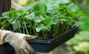 Як посадити огірки у відкритий грунт?
