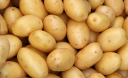 Як правильно та коли садити картоплю і отримати найвищий урожай?