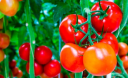 Садіння помідорів
