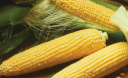 Вирощування цукрової кукурудзи: правила та рекомендації