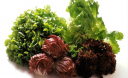 Салат-латук — удивительно полезные свойства