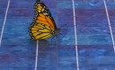 Крила метеликів допомогли збільшити ККД сонячних батарей майже в 2 рази