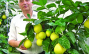 На Київщині умілець вирощує банани, ананаси, папайю та іншу екзотику