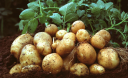 Коли садити картоплю