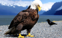 Притча о том, как орел удваивает свою жизнь за 150 дней