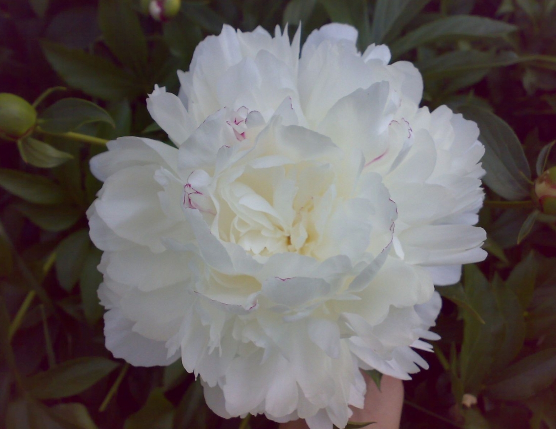 Morning scented with the fragrance of peonies!!!