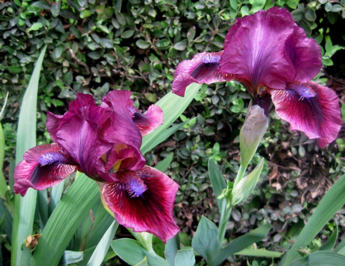 Die Blume der Iris als Symbol für Mut und Tapferkeit...