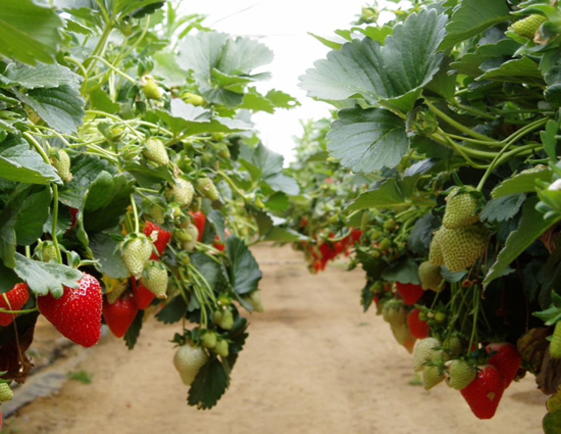 Eine smarte Weise Erdbeeren zu züchten