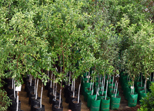 Вирощування та реалізація саджанців дерев – від хобі до бізнесу