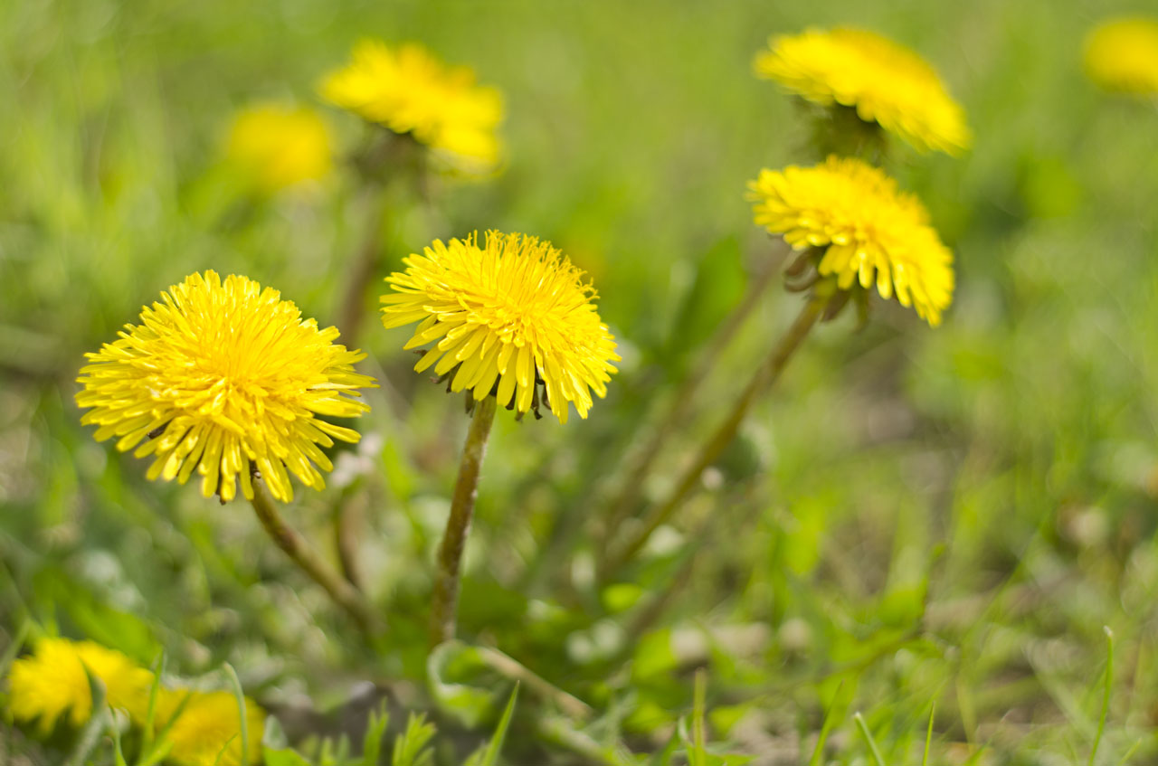 Кульбаба-весняна квітка здоров'я