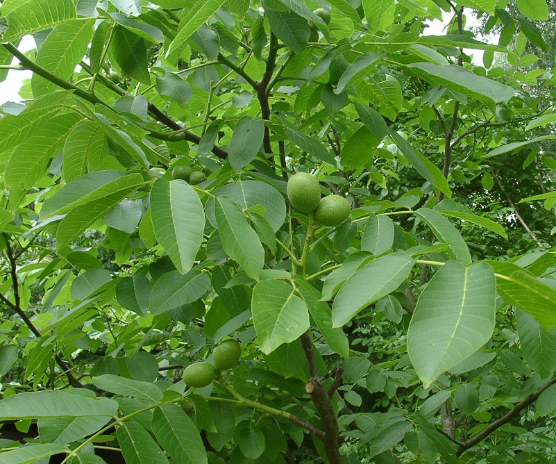Цілющі властивості листя горіха та квітів глоду
