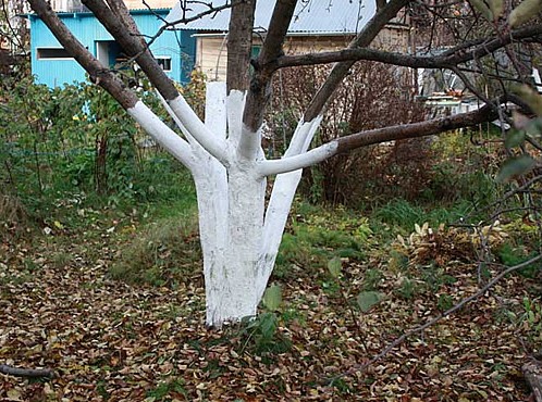Білити чи не білити дерева?
