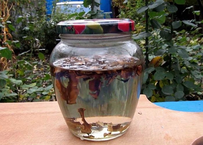 Целебная настойка из перегородок грецкого ореха Целебная настойка из перегородок грецкого ореха