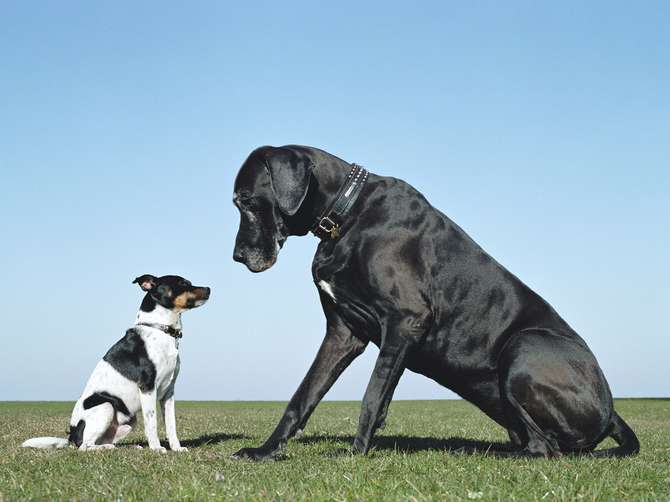 Крупные собаки спасают владельцев от ожирения Крупные собаки спасают владельцев от ожирения