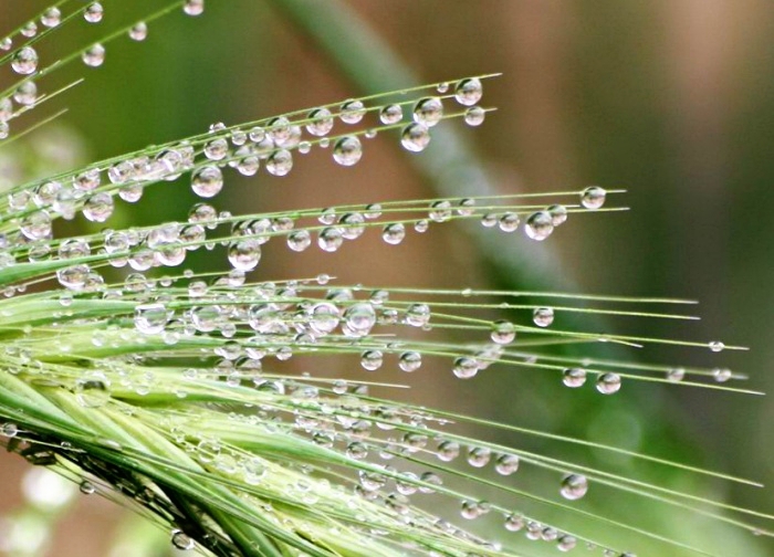 25 липня - день Прокла, коли красуням треба вмитися росою