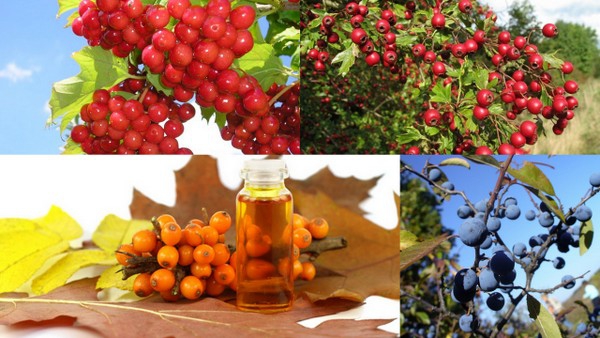 Ягідне намисто осені